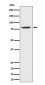 TORC2 Antibody